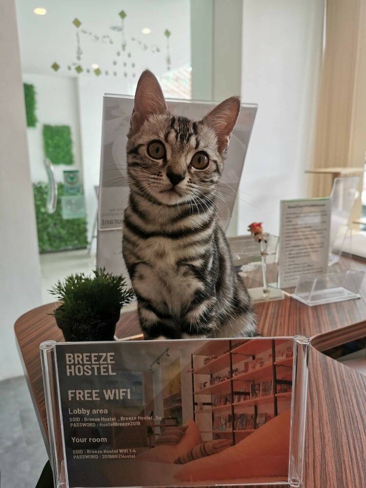 Фото Breeze Hostel Pattaya