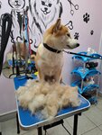 Зоострижки (Podolskaya Street, 14А), pet salon