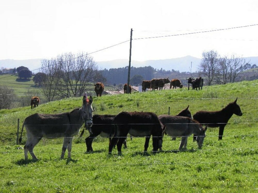 Фото Casas Rurales El Terrero