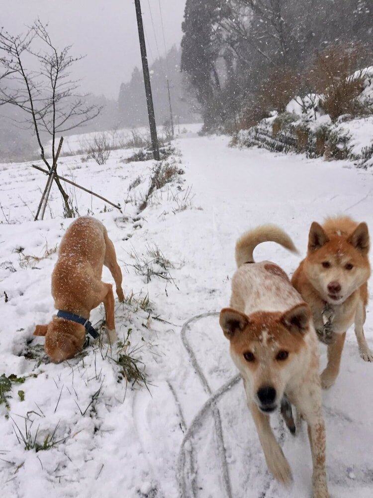 Фото Dosanko Mira Farm