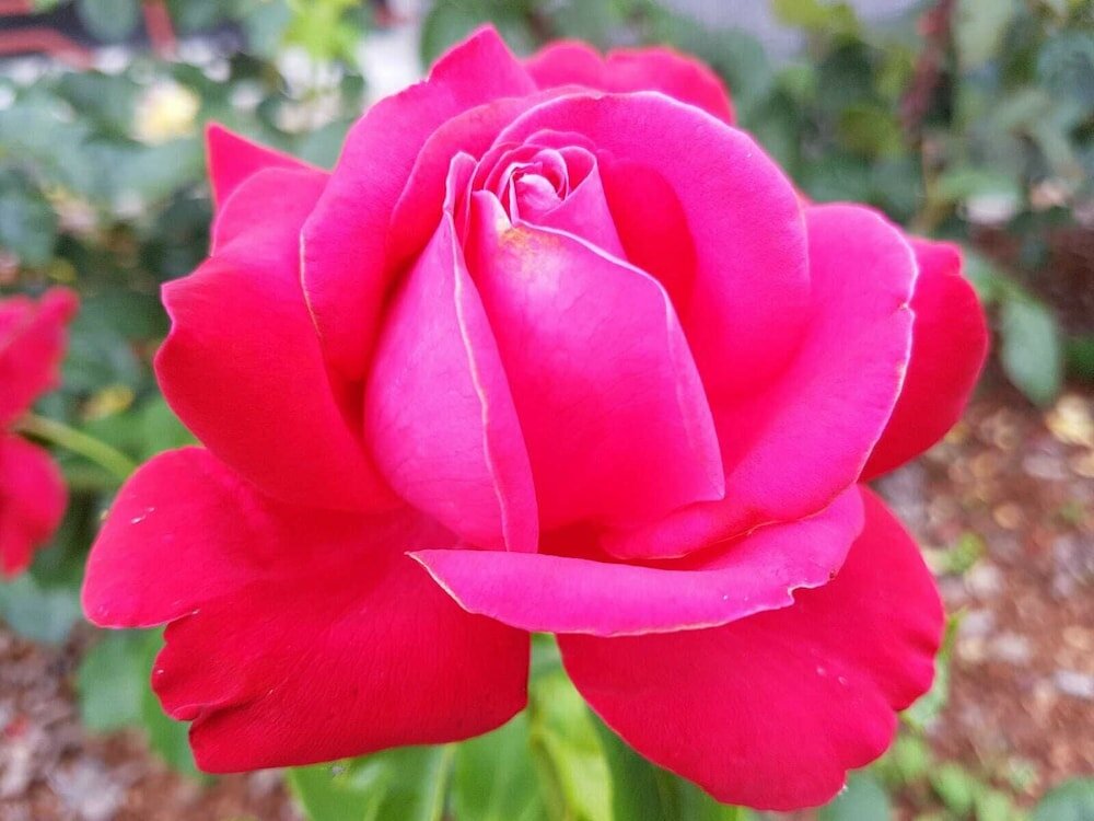 Фото Le Jardin des Roses