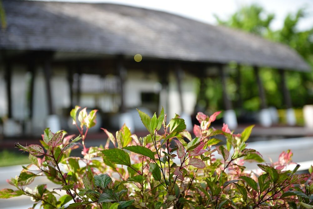 Фото Twin Lotus Resort and SPA