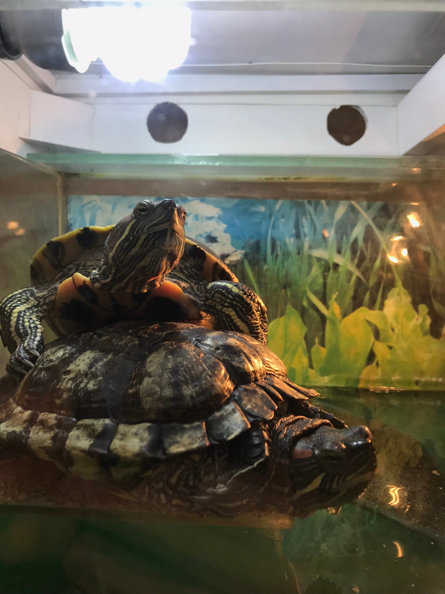 Фото Лесная сказка