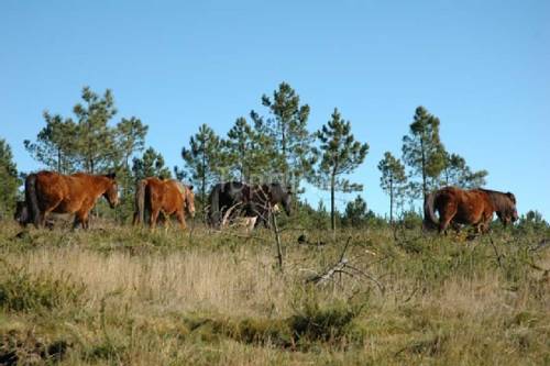 Фото Hotel Linares