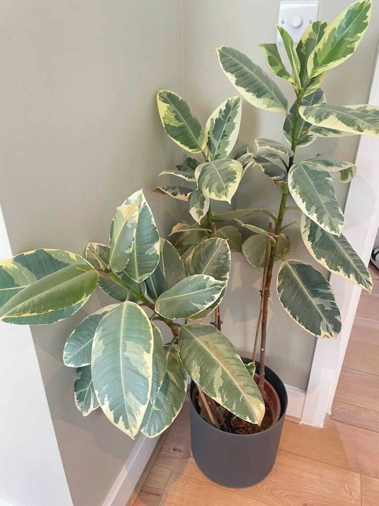 Фото Bright & Beautifully Decorated 1bd Flat - Brixton