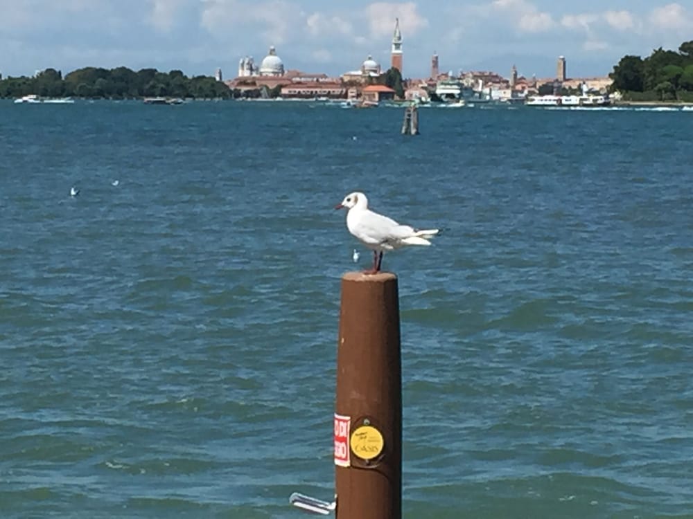 Фото Oasis Lagoon