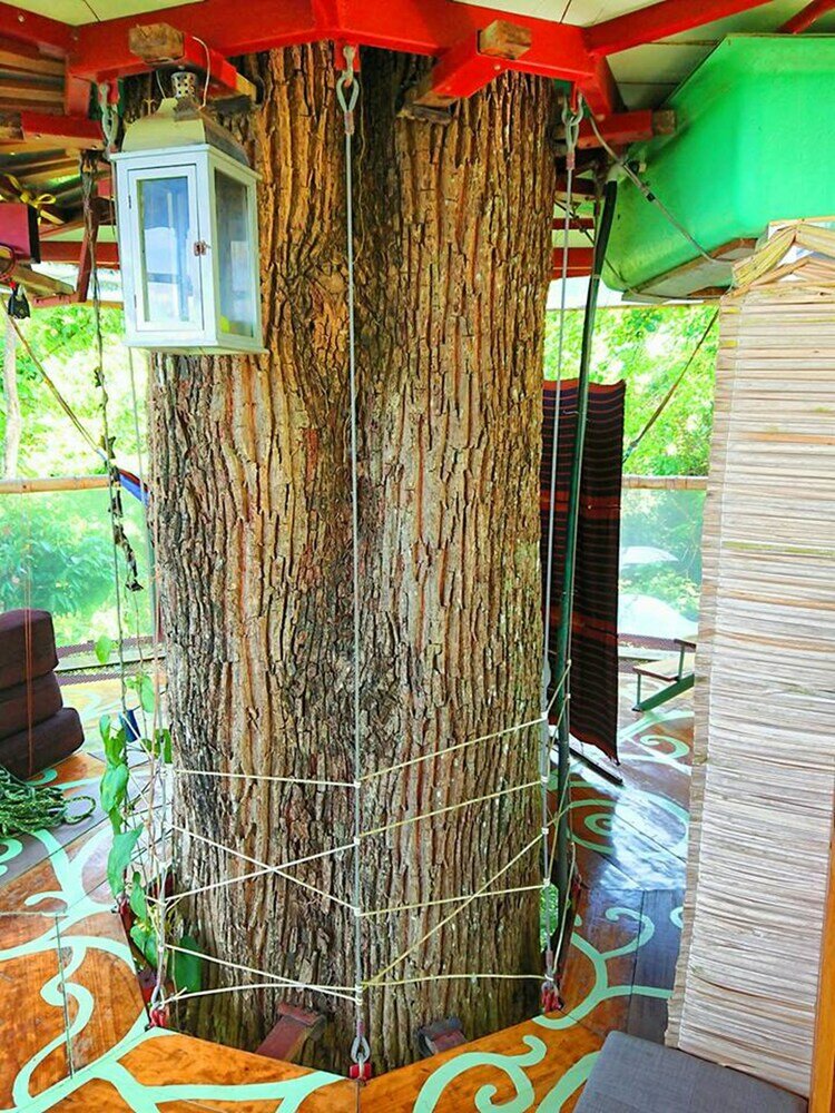 Фото Nature Observatorio Amazing Treehouse