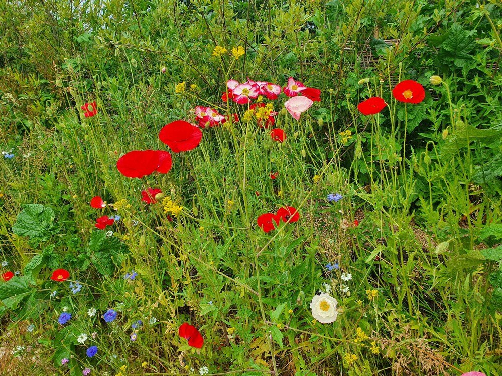 Фото Dartmoor Reach Alpaca Farm