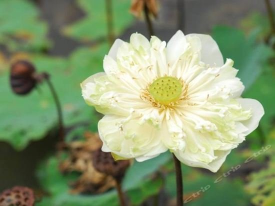 Фото Baan Chai Thung Resort