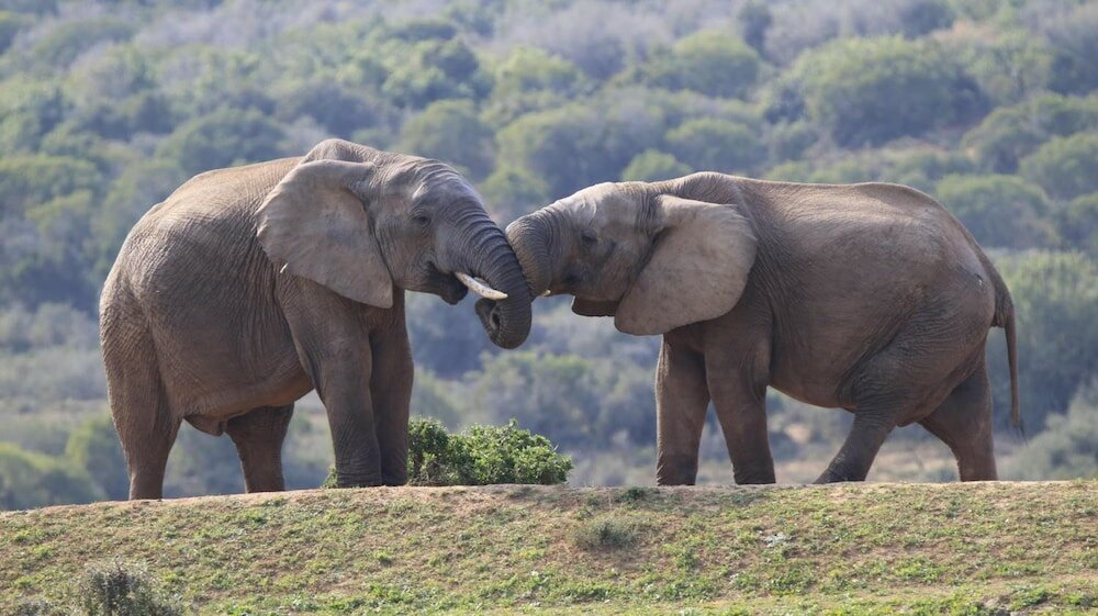 Фото Elephants Footprint Lodge