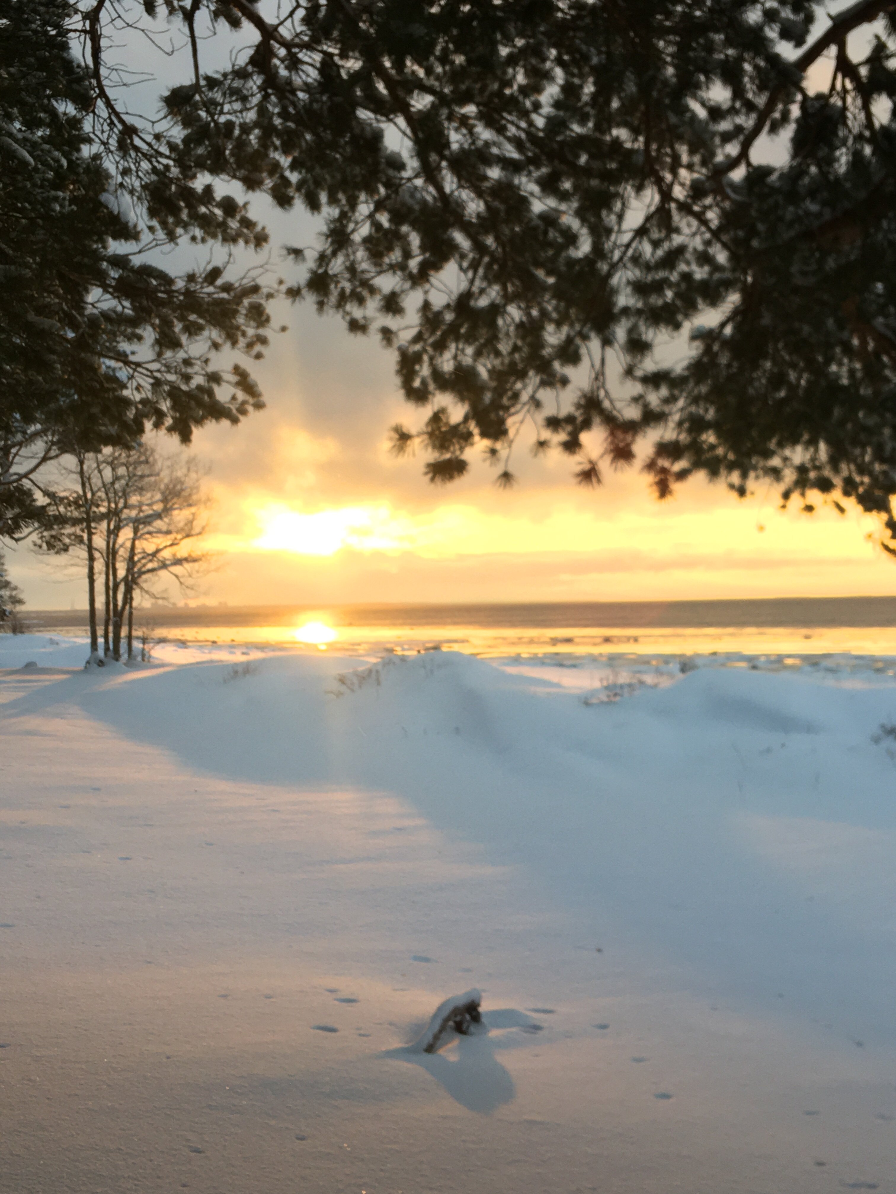 Фото Комарово