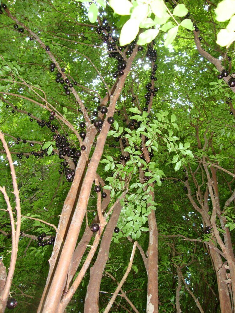 Фото Hotel Fazenda Vale Formoso