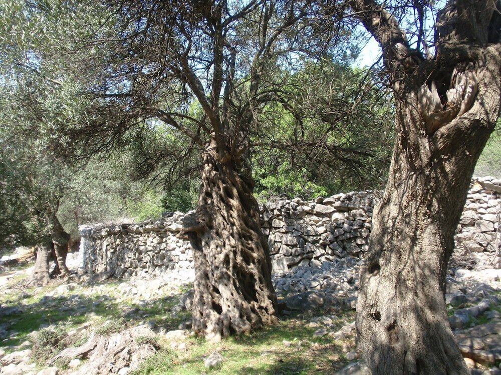 Фото Ivan - 15 m From Beach - A3 Crveni