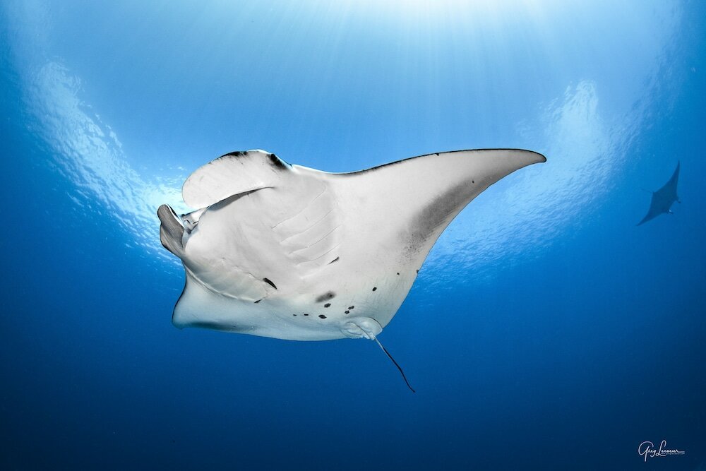 Фото Beach Villas by Shangri-La's Le Touessrok, Mauritius