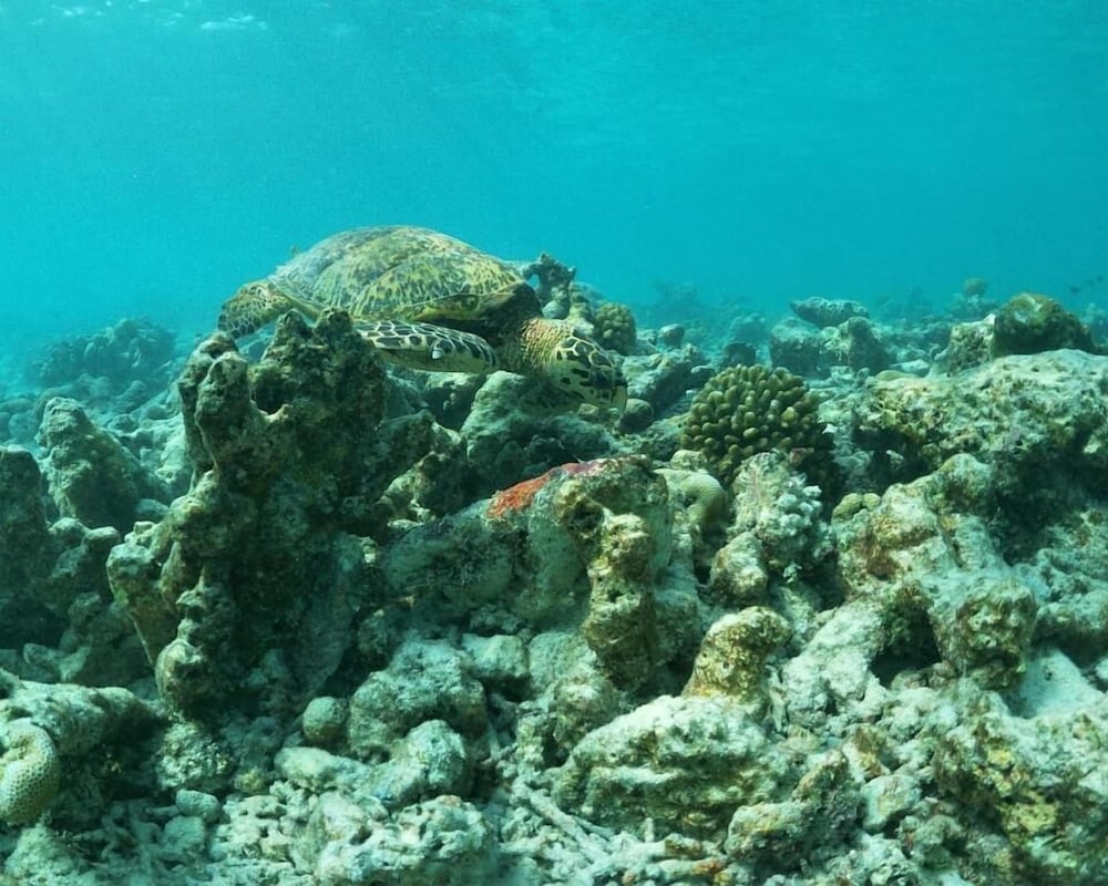 Фото One The Island