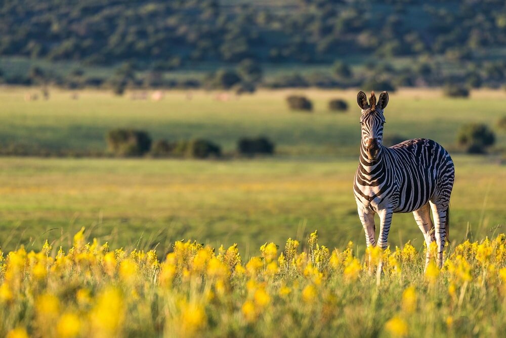 Фото Shamwari Explorer Camp