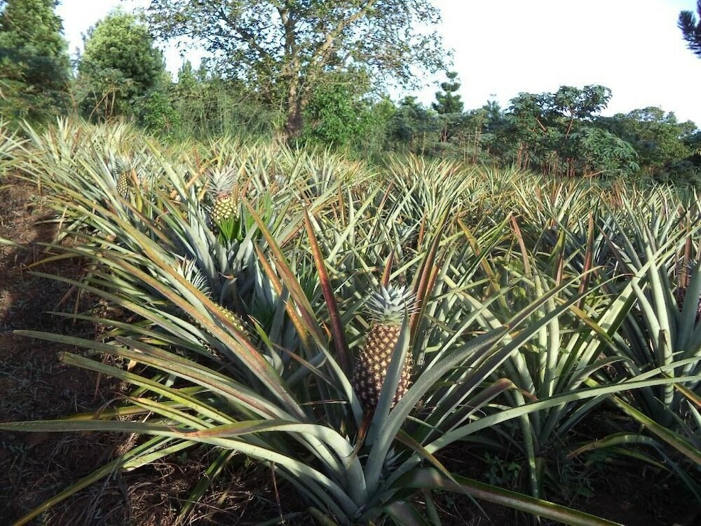 Фото Brownstone Country Home Lira Uganda