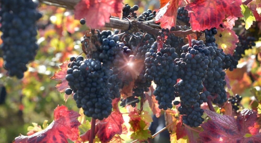 Фото Shillingford Bridge Hotel