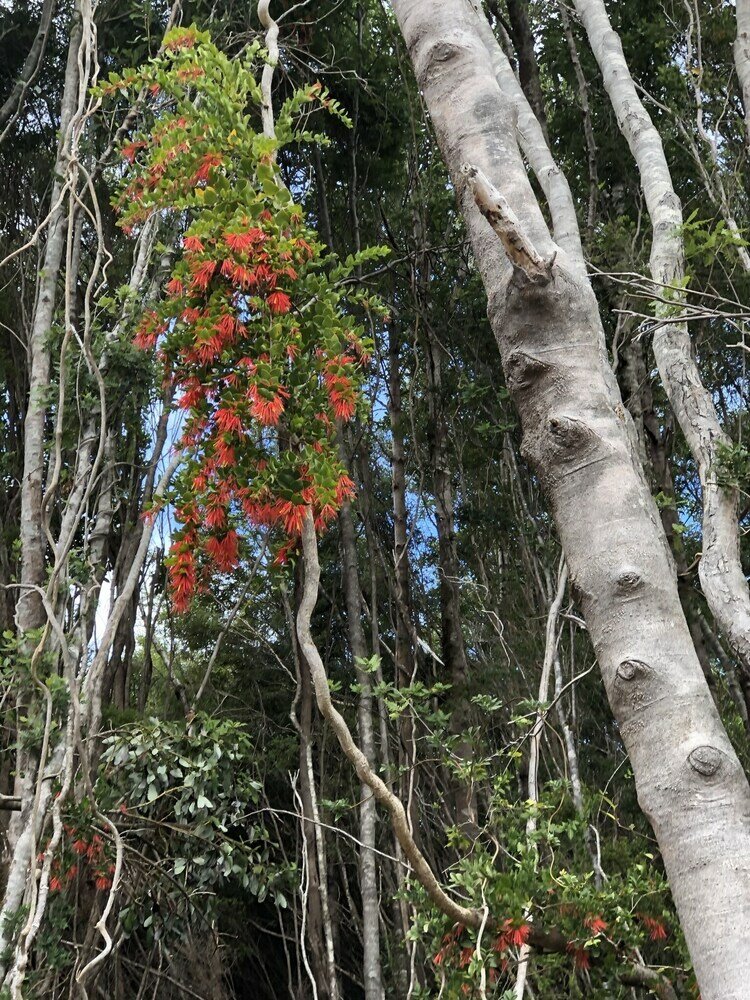Фото Hotel Parque Tepuhueico
