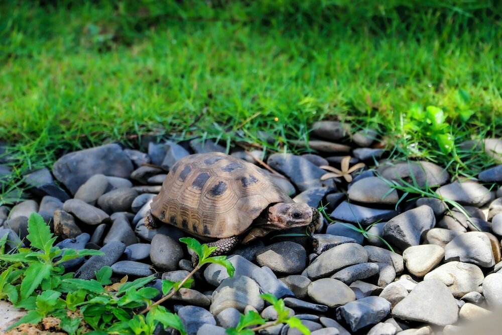 Фото Melia Ho Tram Beach Resort