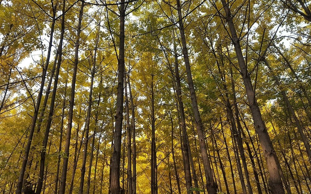 Фото Seoul Forest Stay