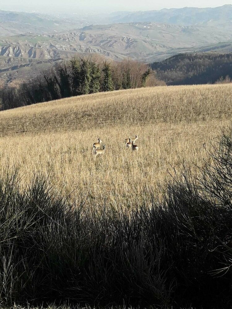 Фото Il Pavone Errante