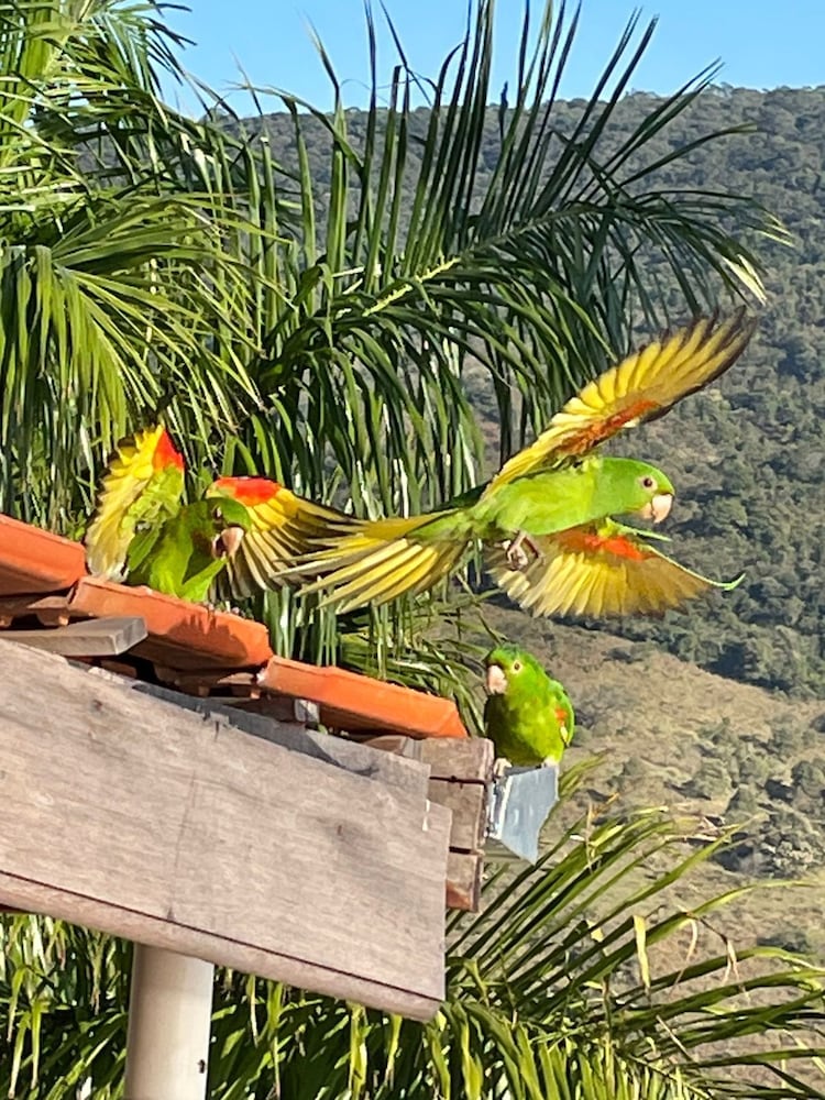 Фото Hotel Alpes da Fazenda