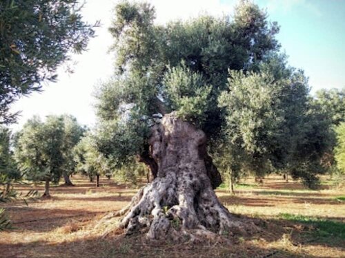 Гостиница Beautiful Triple Room in Ancient Masseria Near the sea in a Quiet Olive Trees