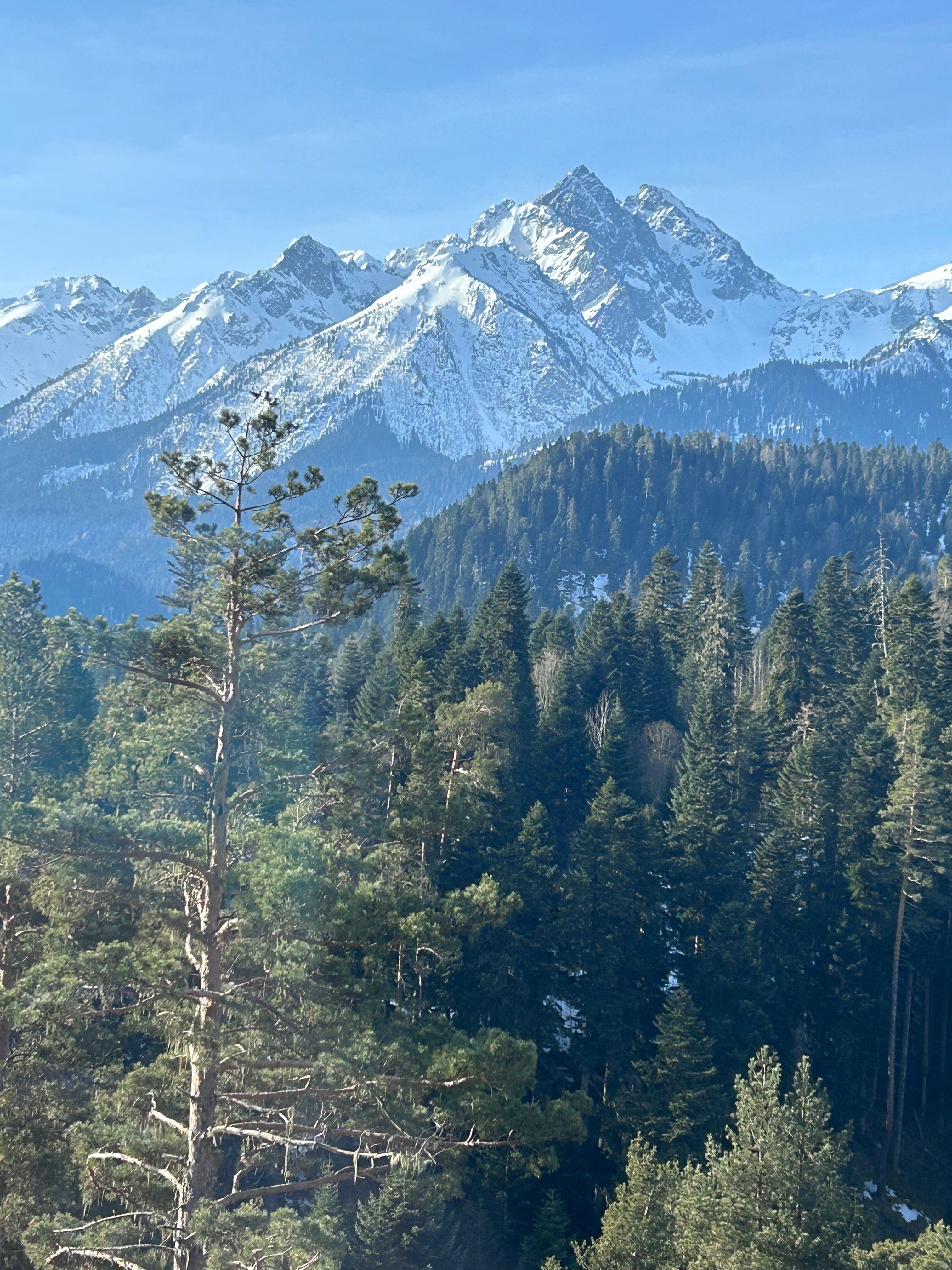 Фото Вудберг