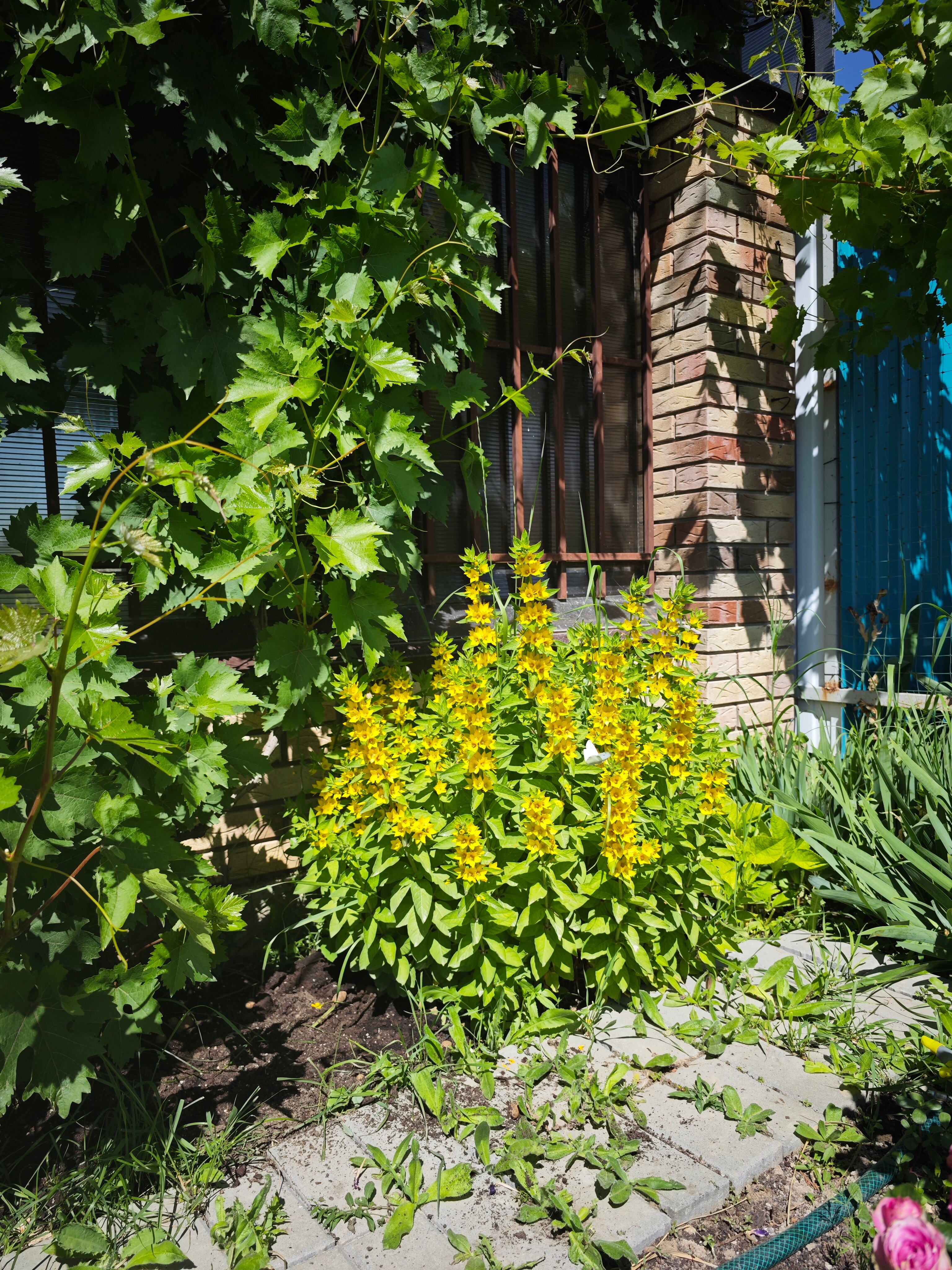 Фото Маленькая страна