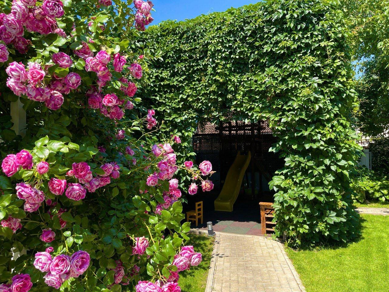 Фото Совёнок