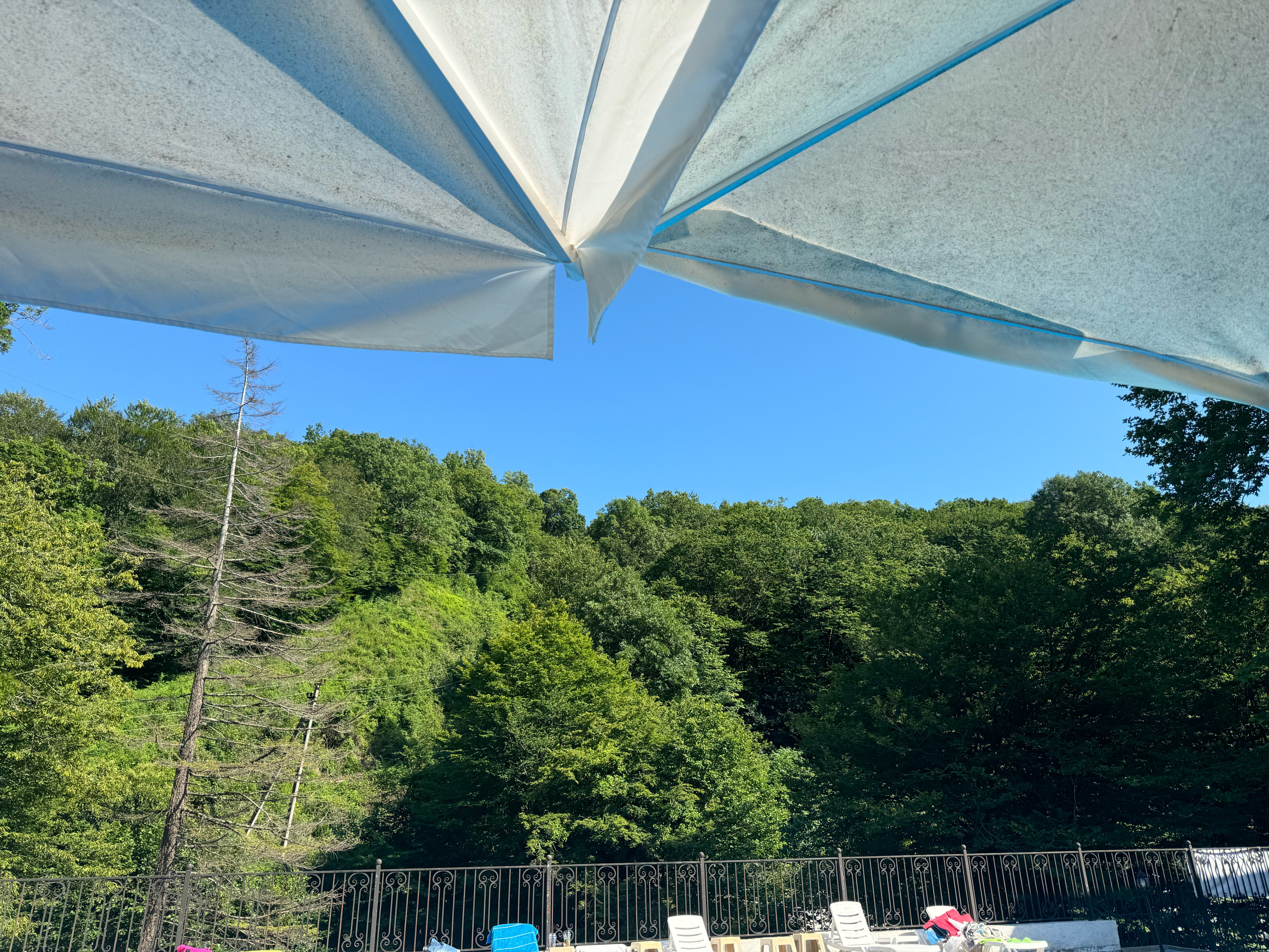 Фото Ласточка