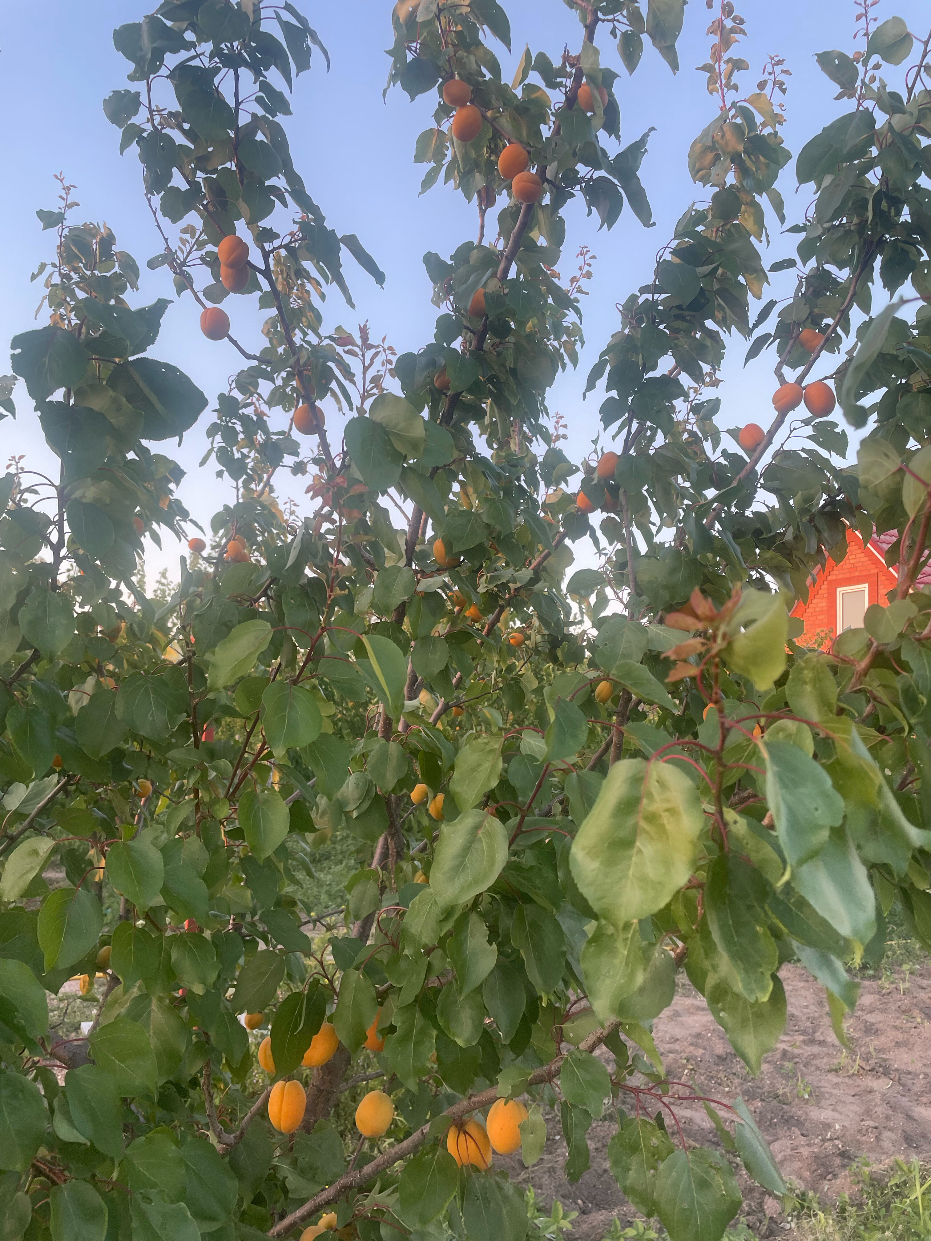 Фото Гостевой дом Луч-Галерея