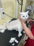 Pets-happy (Vtorchermet Urban Housing District, Sanatornaya Street, 28), pet salon