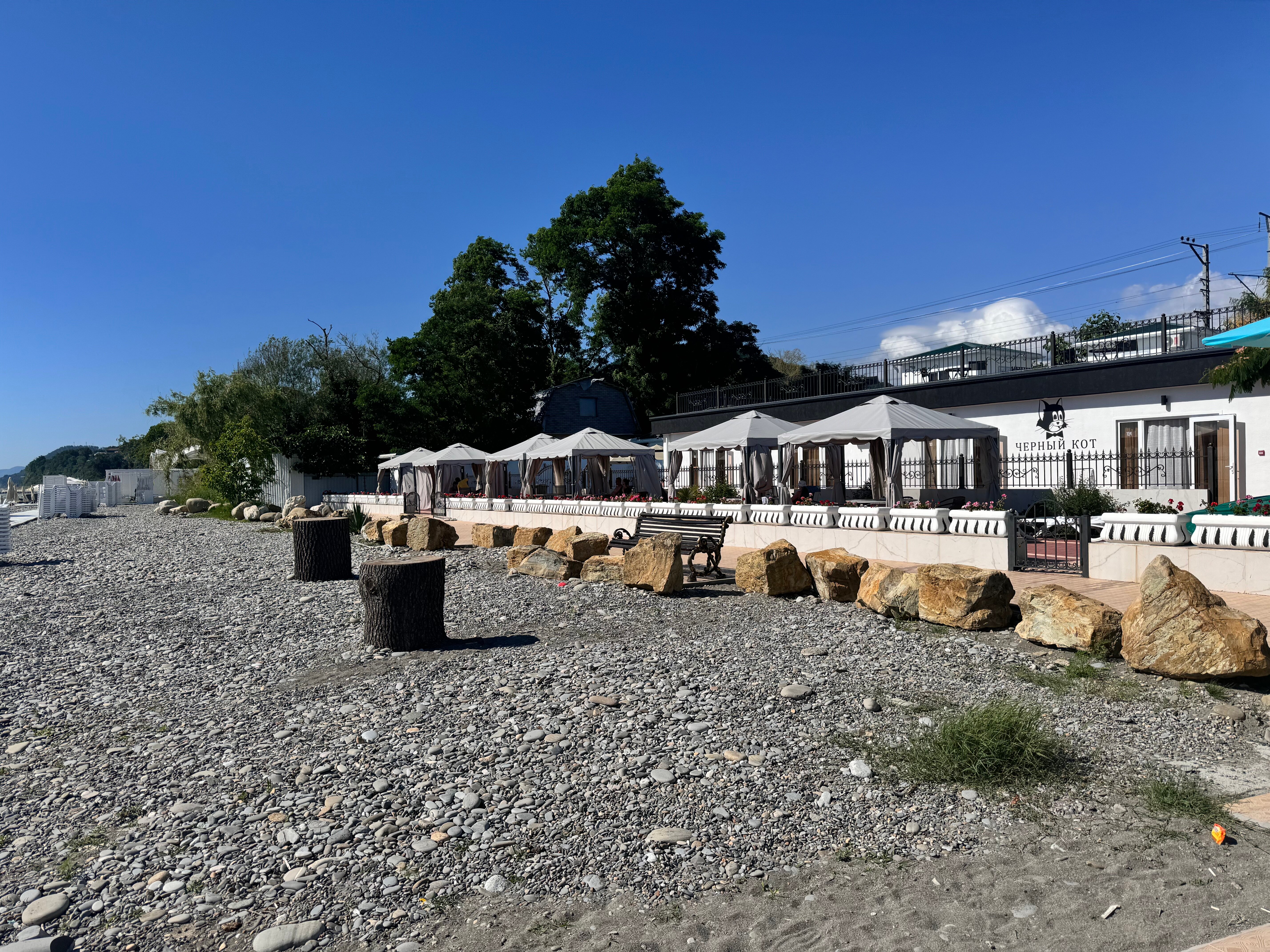 Фото Черный кот