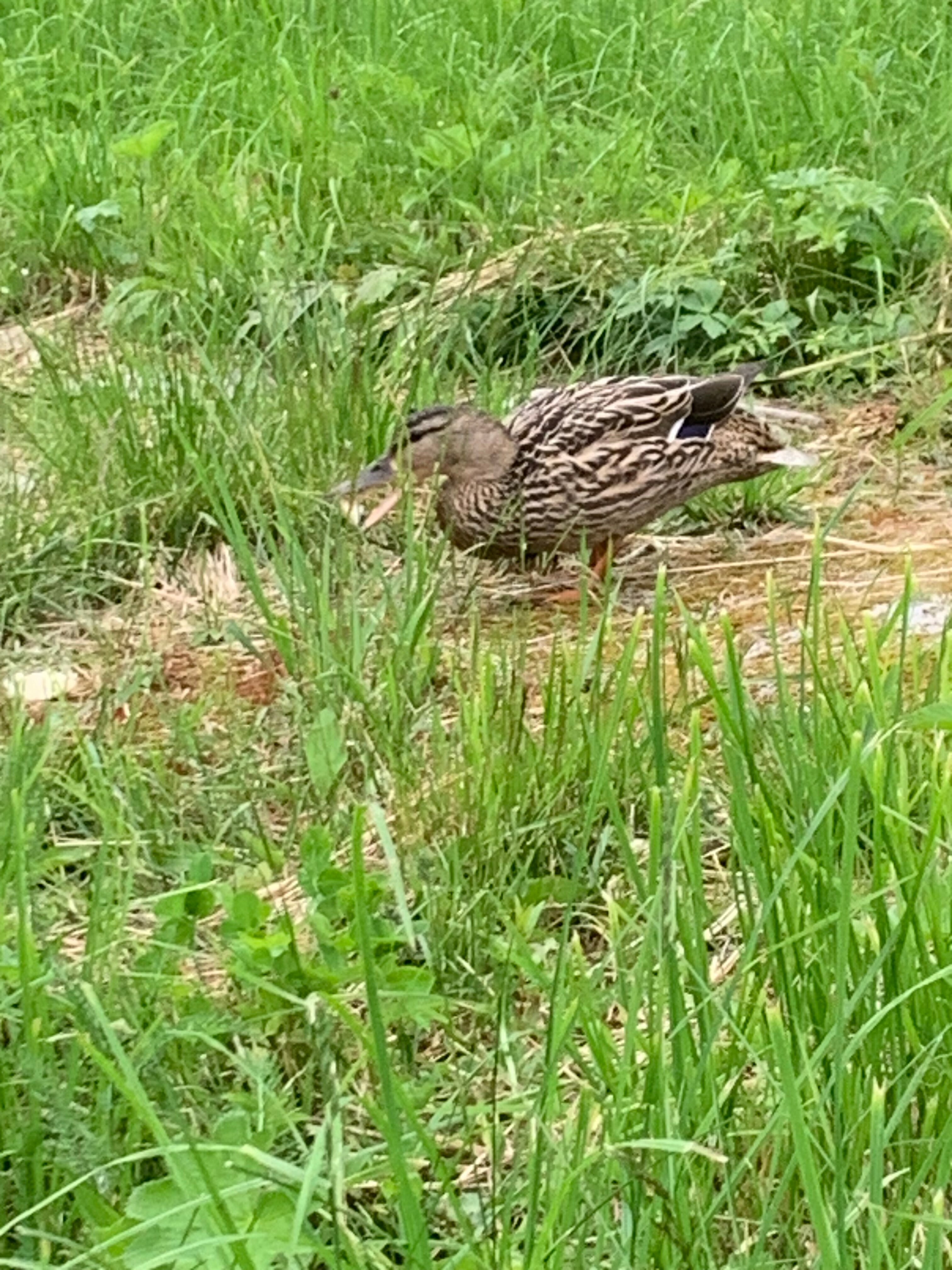 Фото Хутор Ёлки