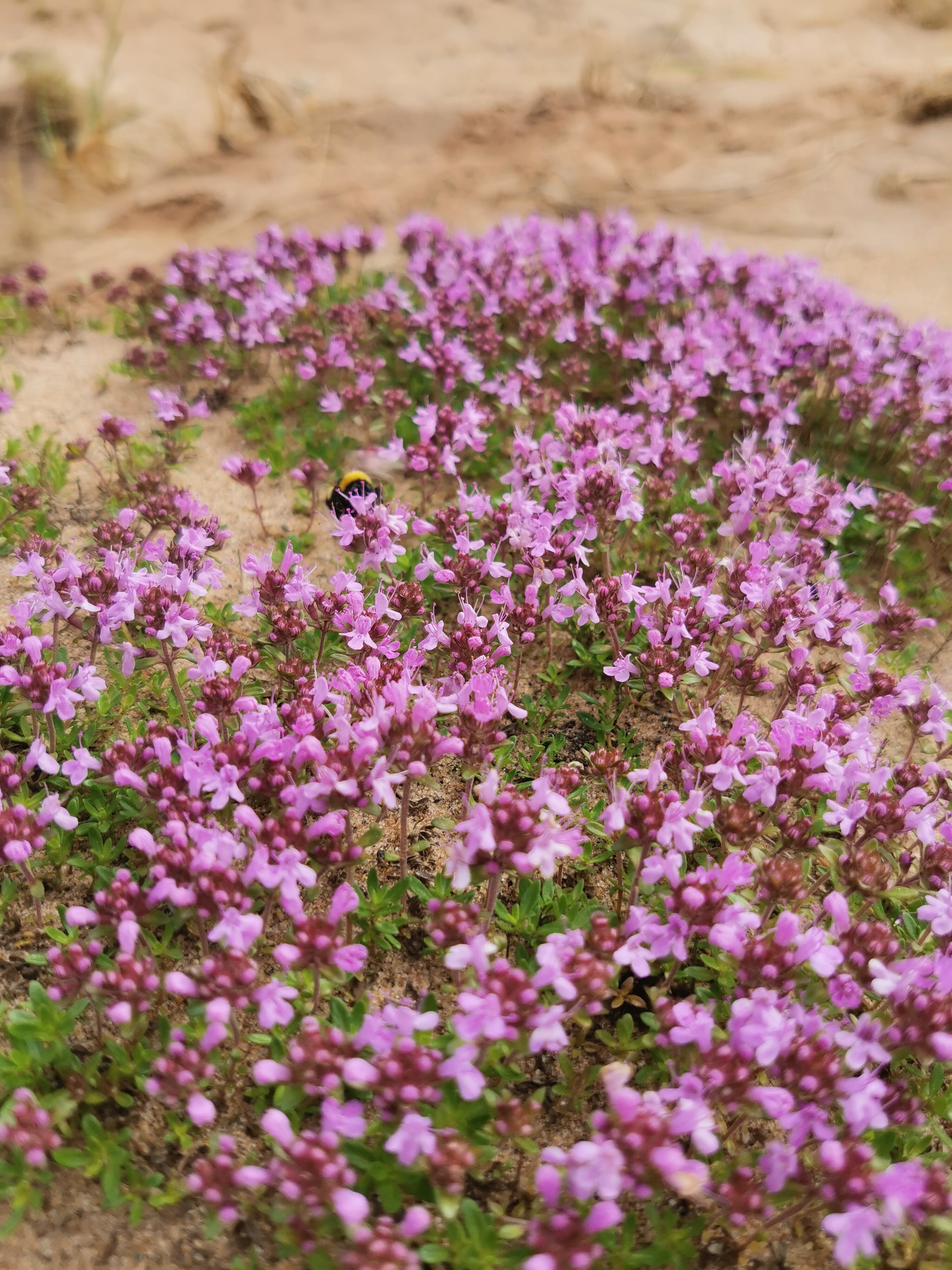 Фото Онежская гора