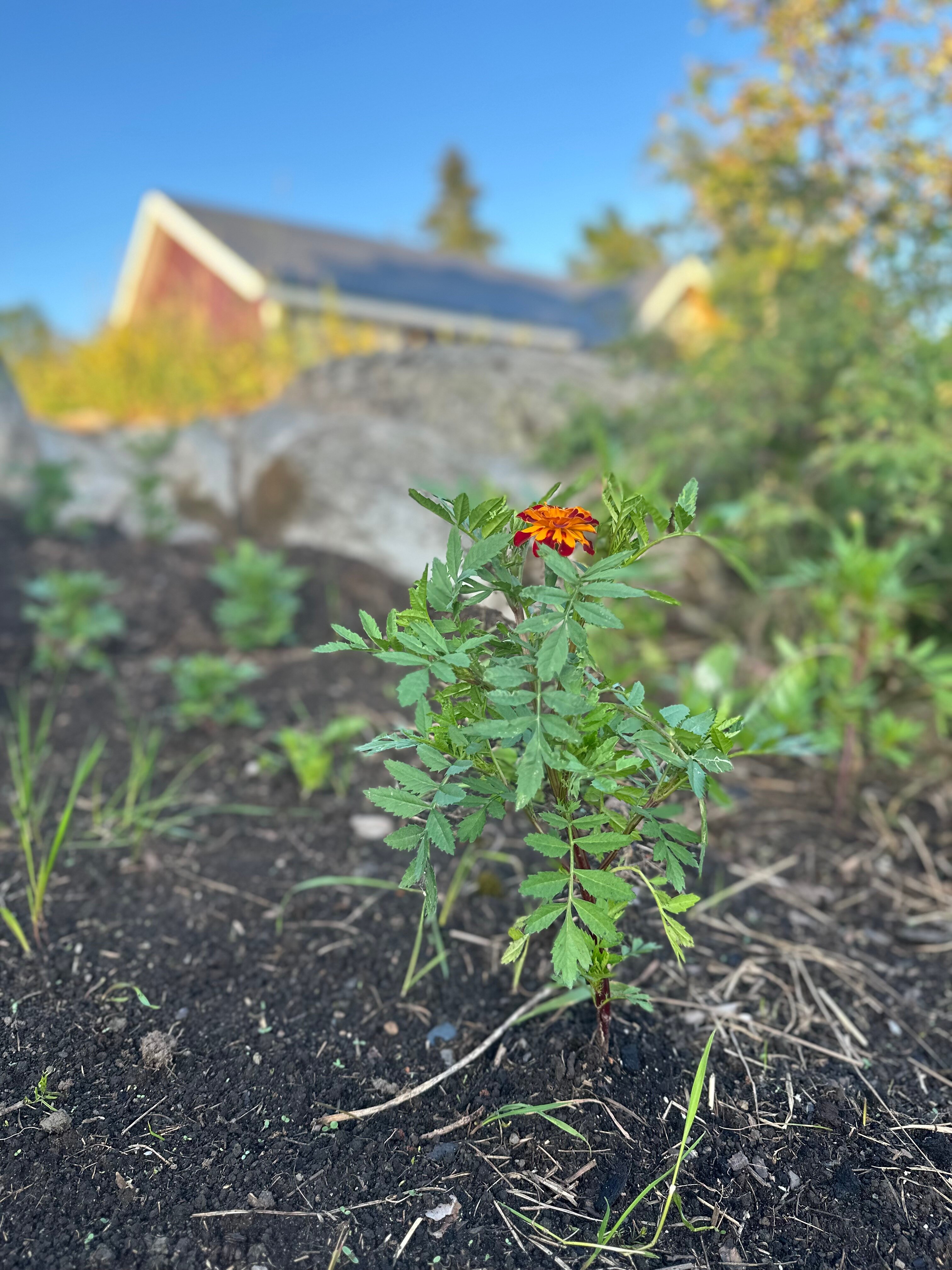 Фото Полянка