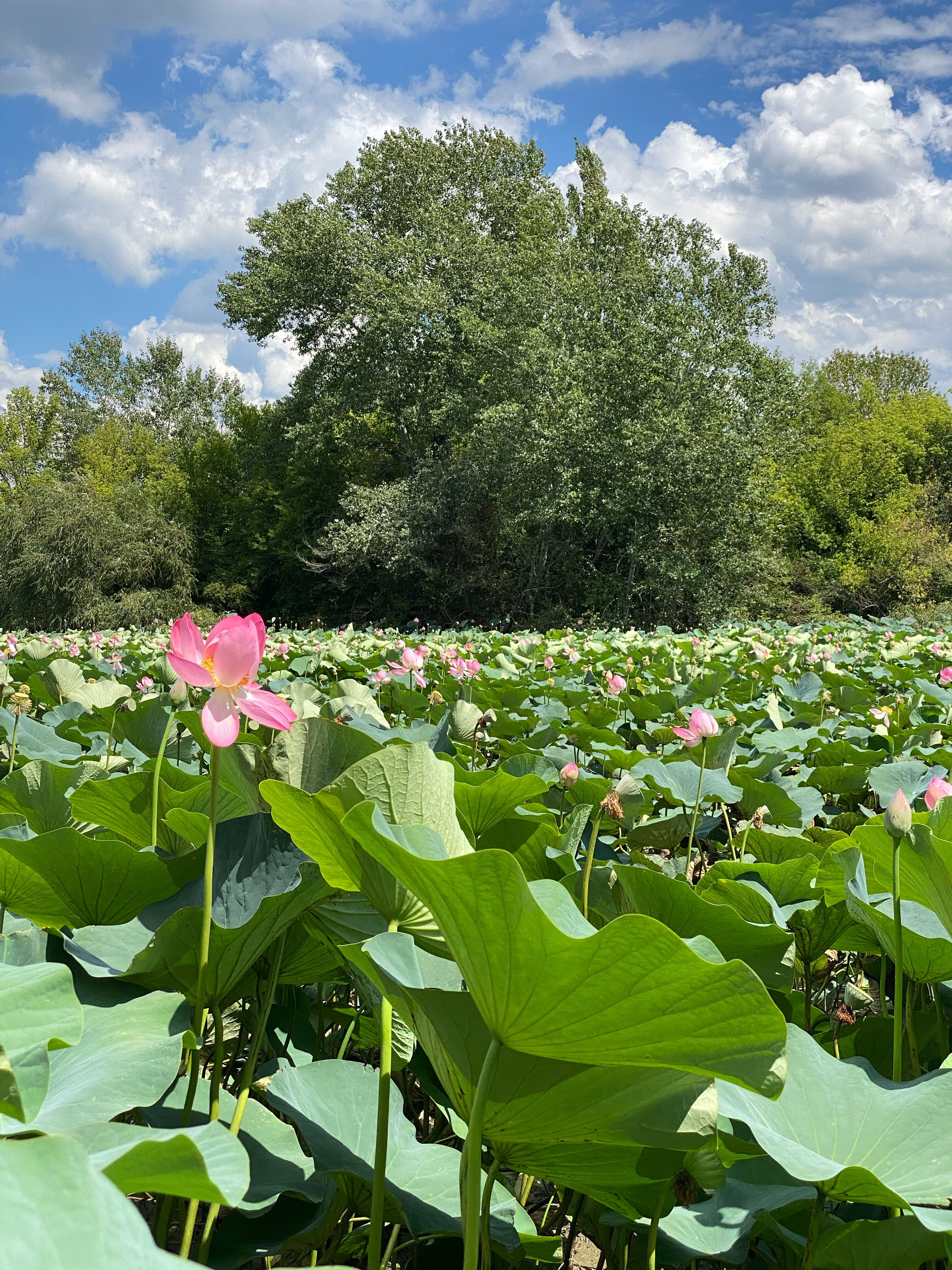 Фото Солнечный Склон