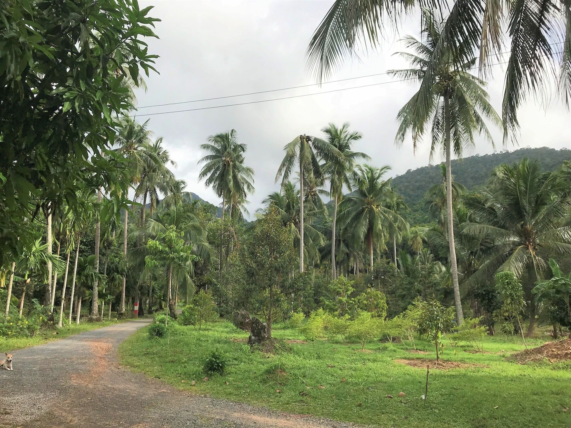 Фото Somphoch Garden