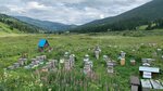 Другой мёд (Republic of Altai, Ust-Koksinskiy rayon, selo Chendek) ، العسل وتربية النحل