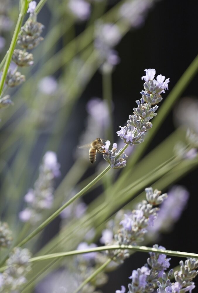 Фото Batty Langley's