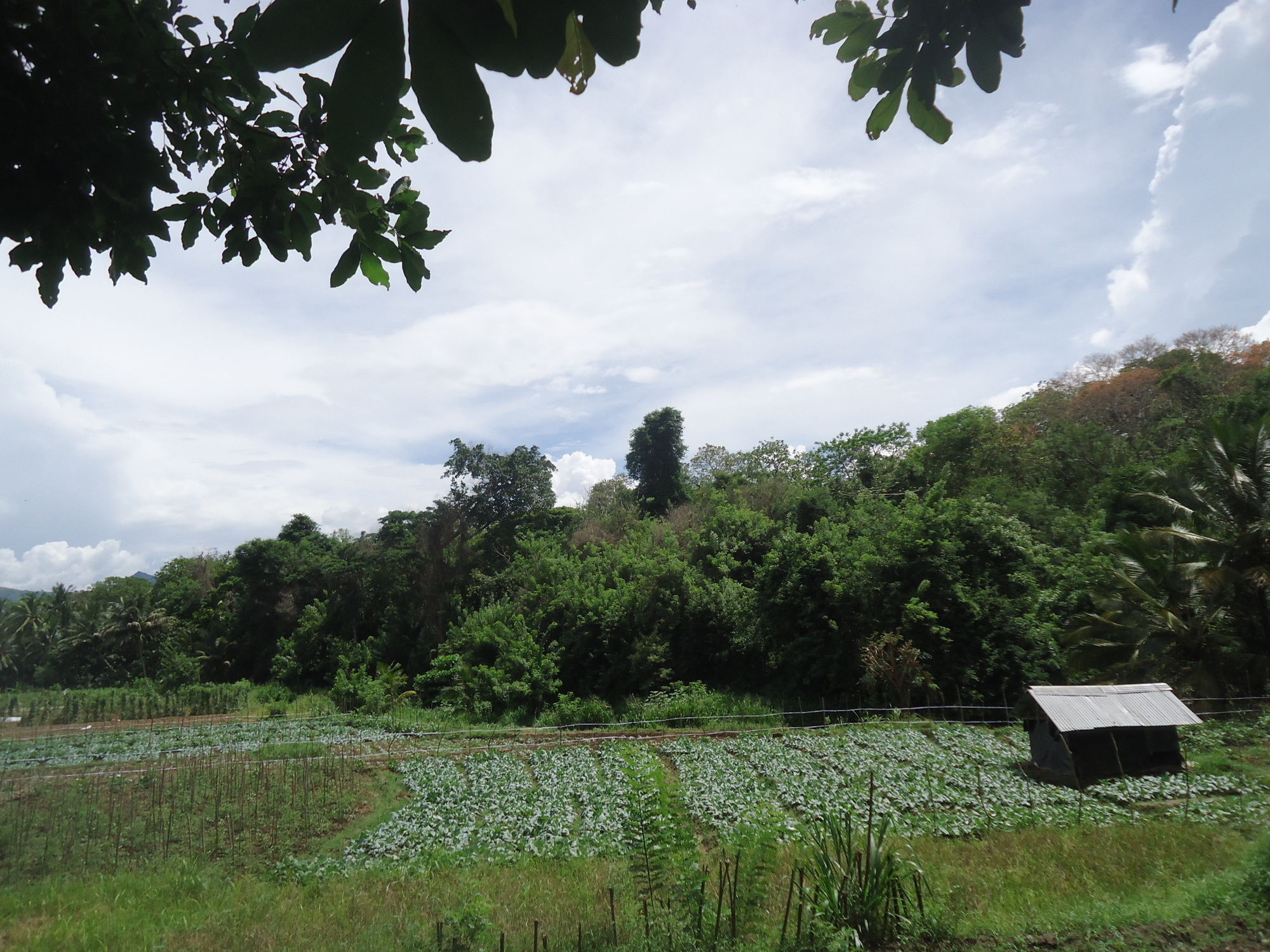 Фото Flower Seven Hotel