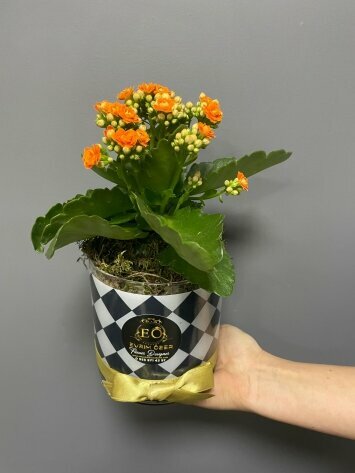 Магазин цветов Ecem Floristry, Измир, фото