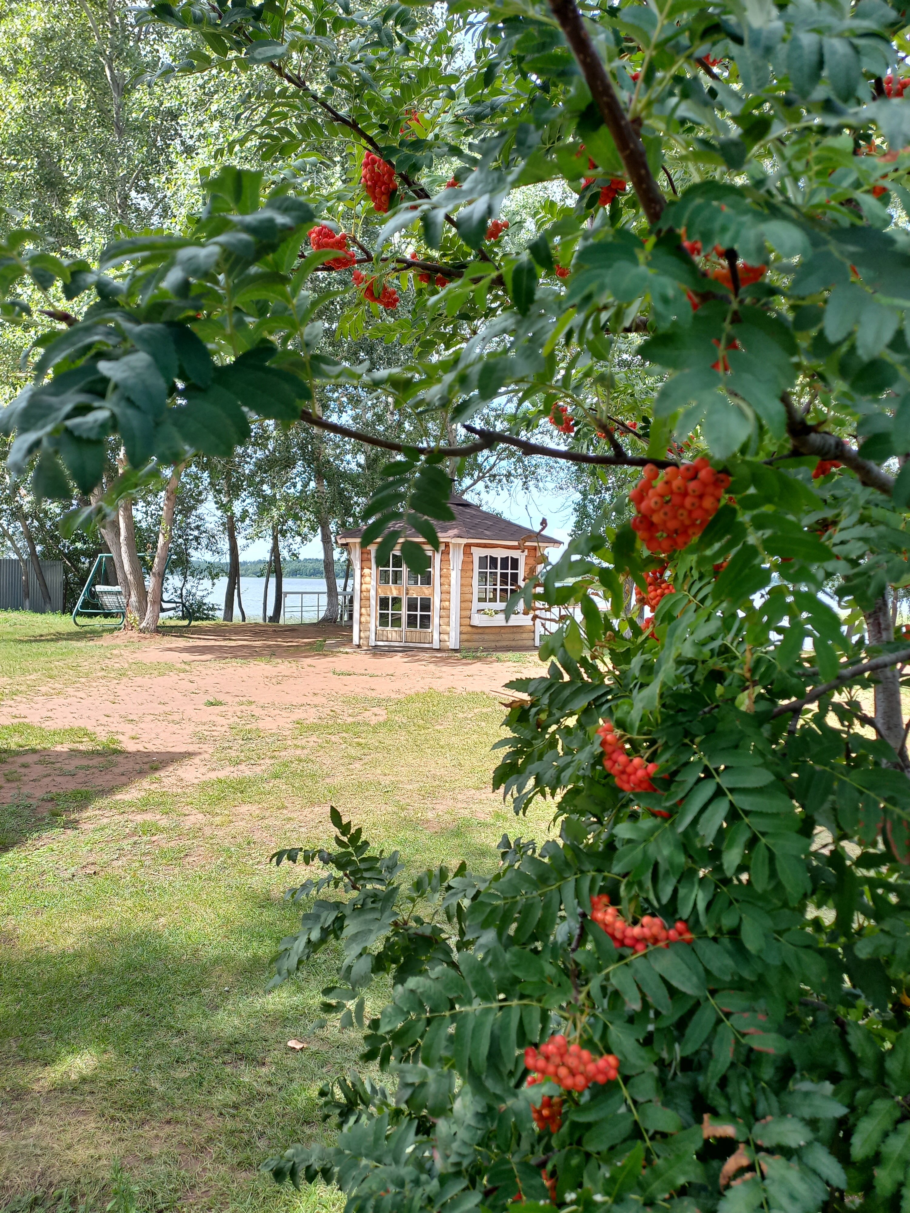 Фото Лаванда