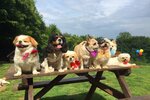 Hacer Gani Mutlu Köpek Oteli (İstanbul, Beykoz, Yavuz Selim Mah., Sena Cad., 20), pet hotel