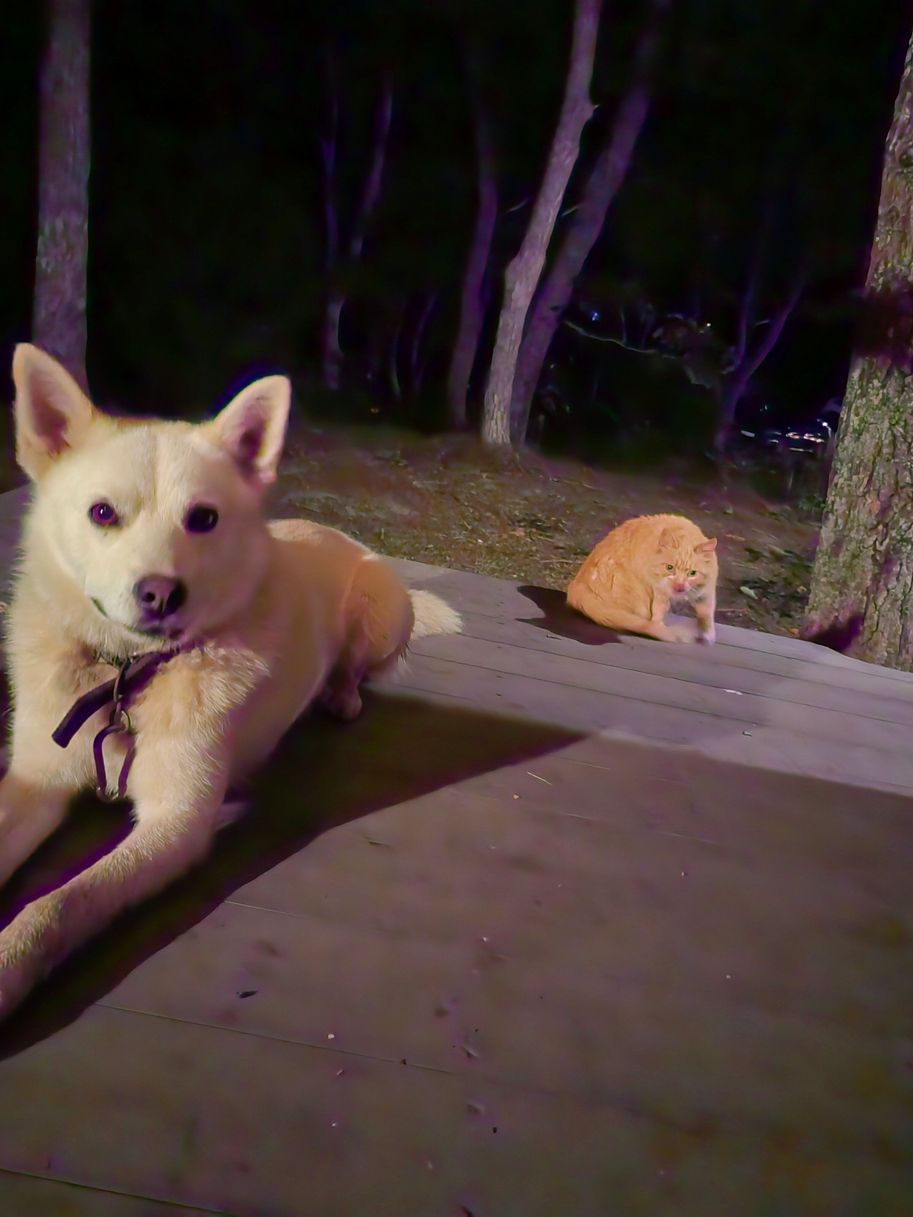 Фото Граф Потоцкий