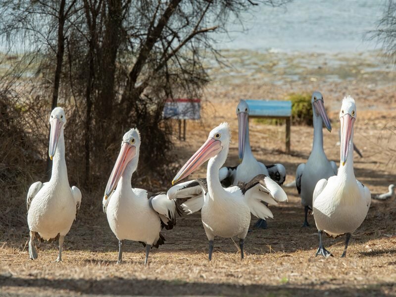 Фото Mercure Kangaroo Island Lodge