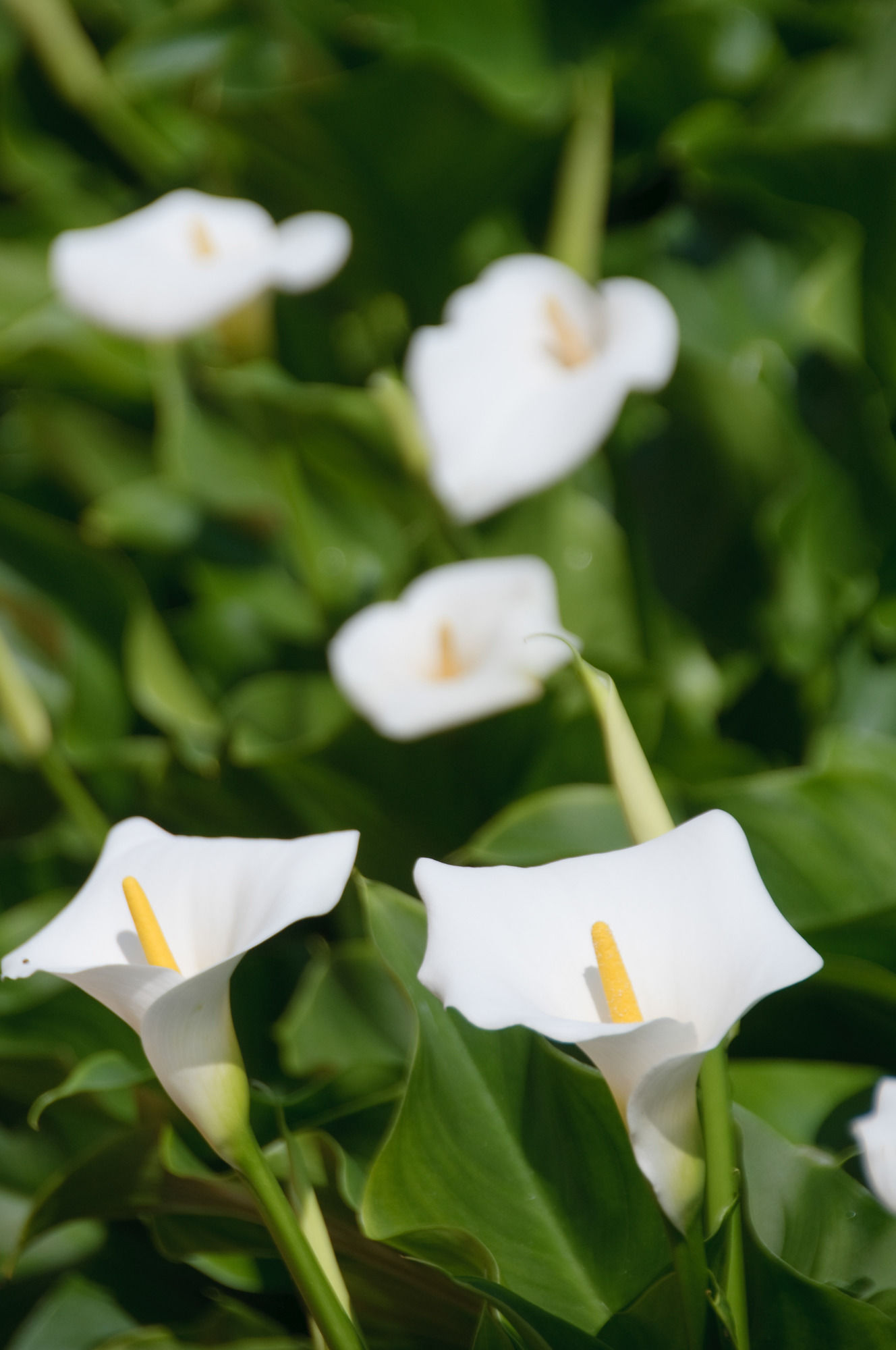 Фото Hotel Villa Rosa