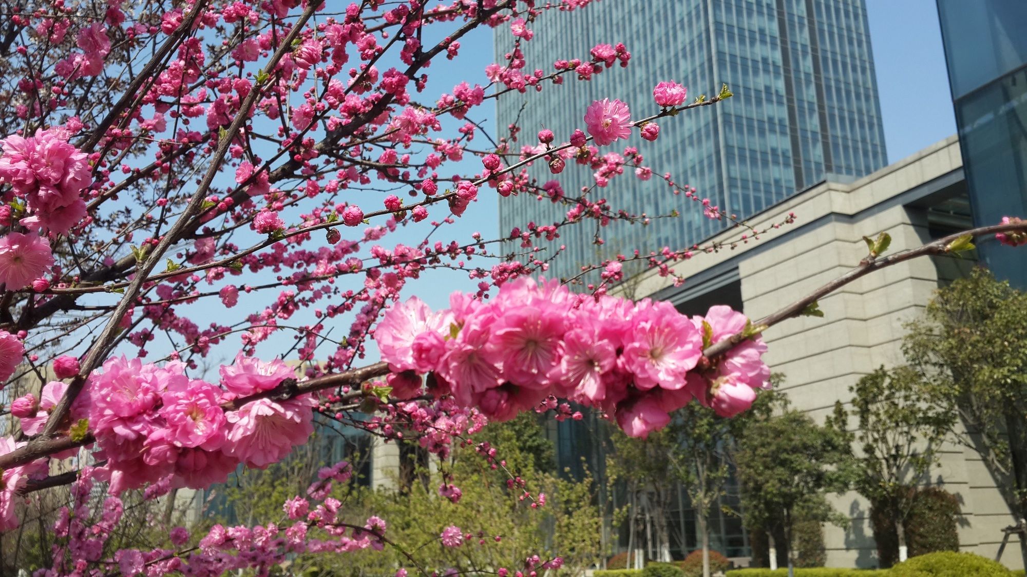 Фото Sheraton Qingdao Jiaozhou Hotel